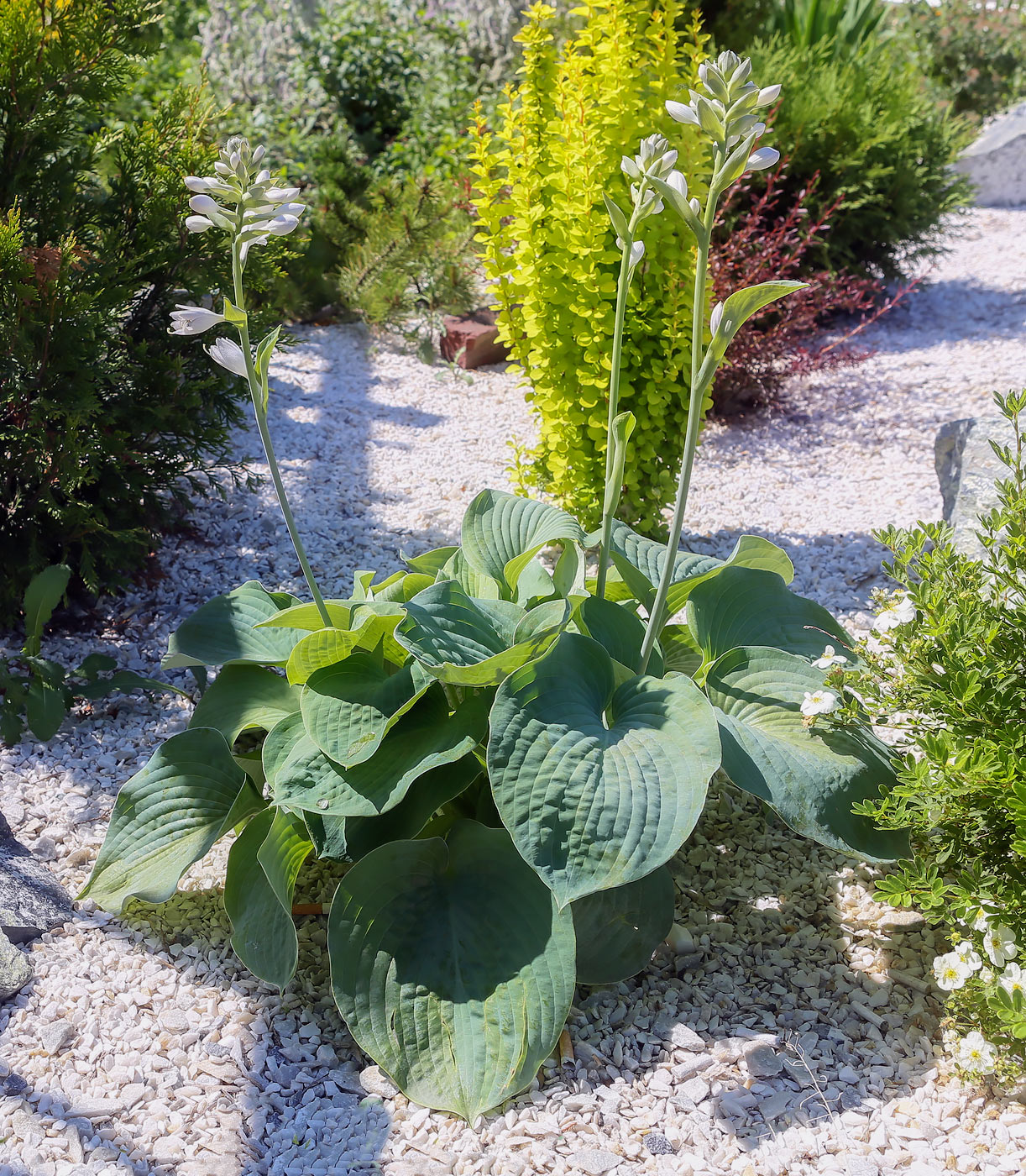 Image of Hosta sieboldiana specimen.