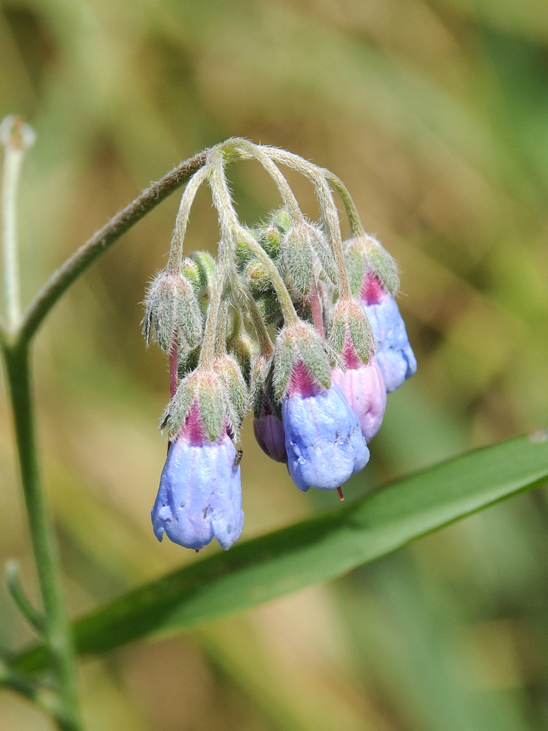 Изображение особи Lindelofia macrostyla.