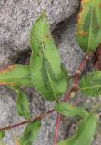 Persicaria maculosa. Часть побега с листьями. Испания, автономное сообщество Каталония, провинция Барселона, комарка Осона, муниципалитет Виланова-де-Сау, водохранилище Сау, прибрежная полоса песчаников и конгломератов. 15.09.2019.