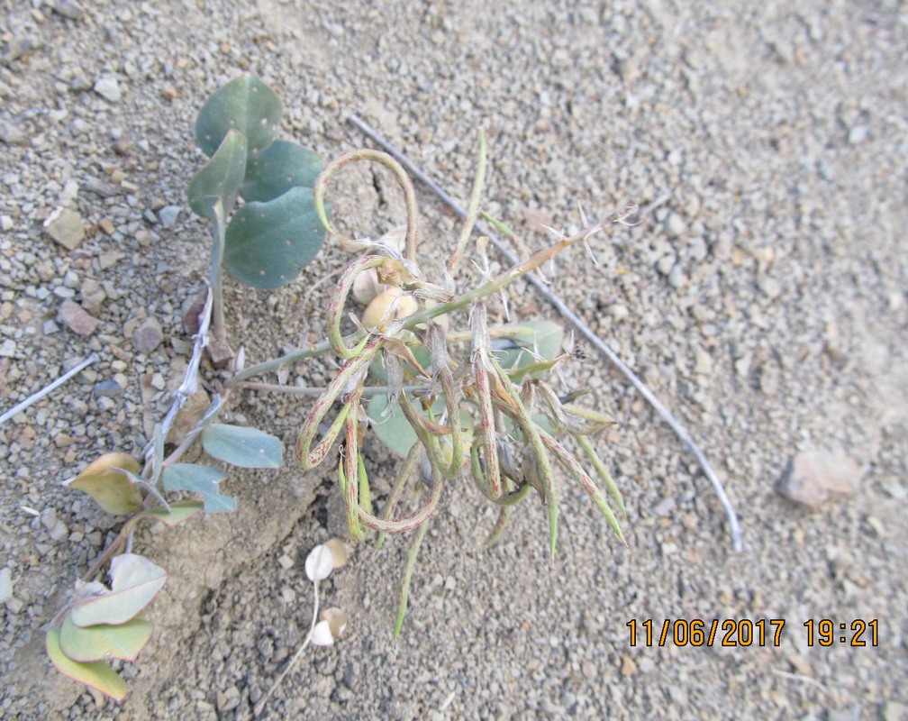 Image of Astragalus candolleanus specimen.