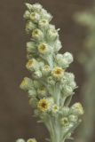 Artemisia stelleriana