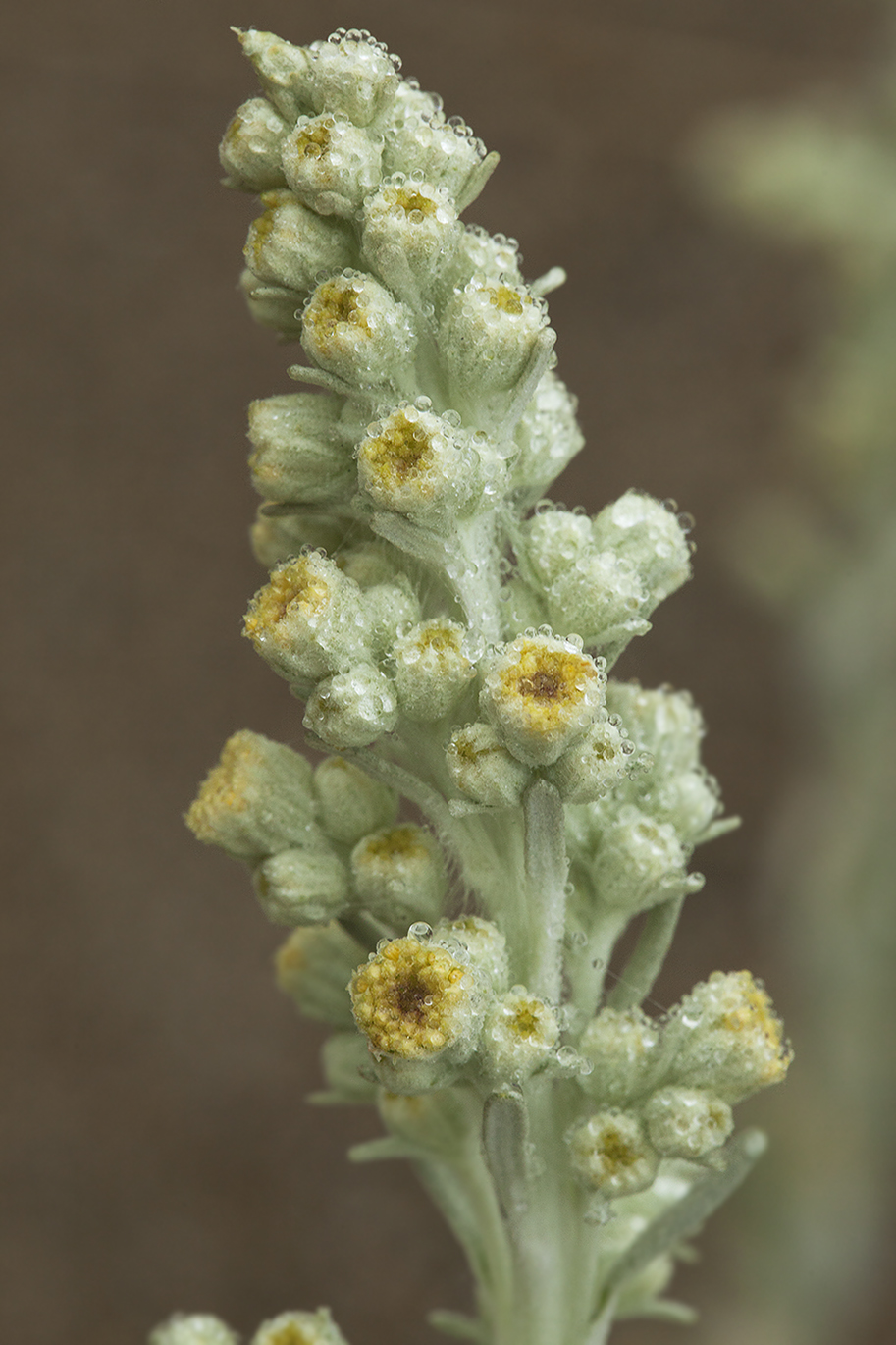 Image of Artemisia stelleriana specimen.