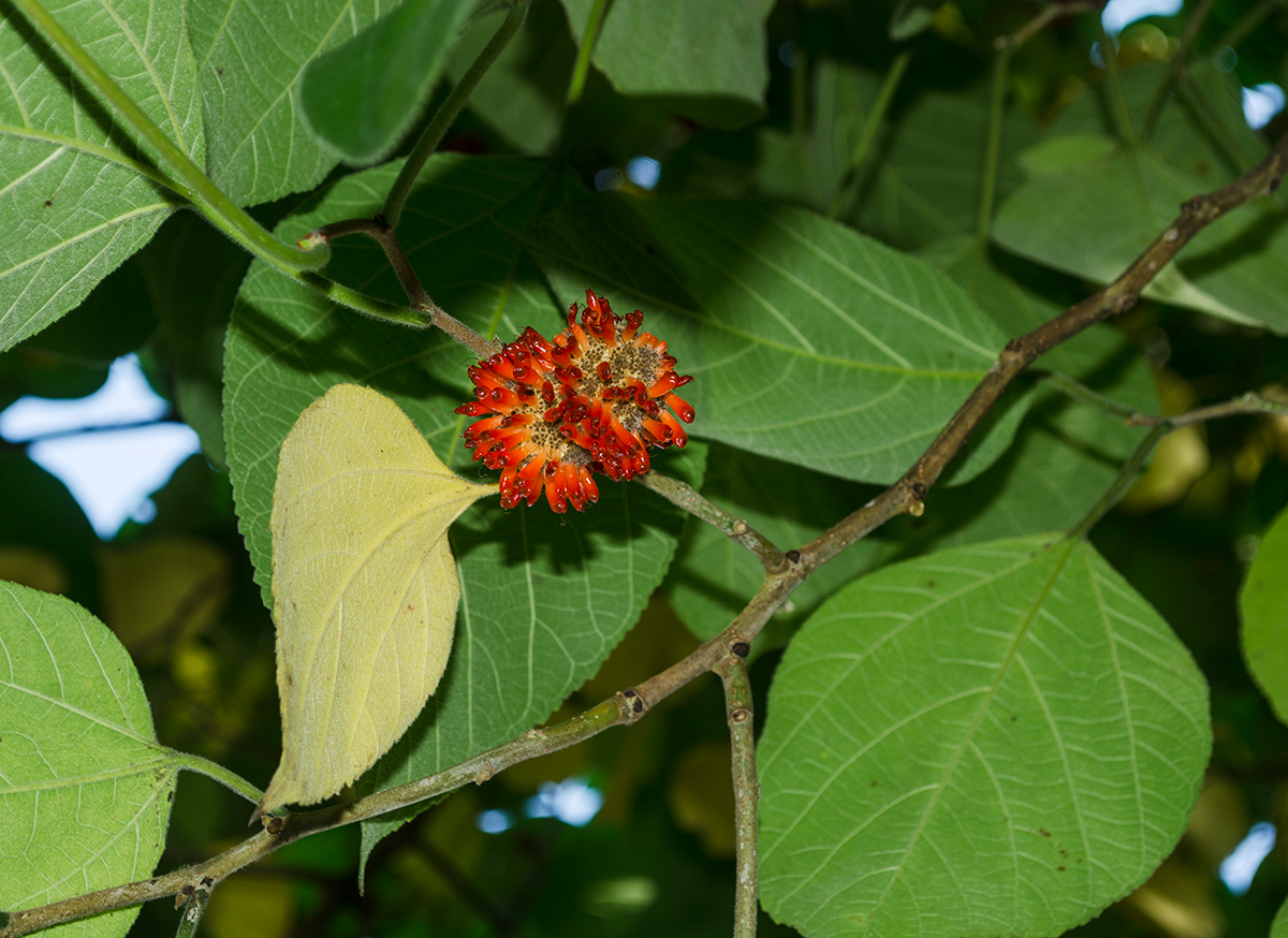 Image of Broussonetia papyrifera specimen.