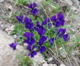 Viola altaica. Цветущие растения. Алтай, плоскогорье Укок, перевал Теплый ключ, ≈ 2900 м н.у.м., горная тундра. 23.07.2010.