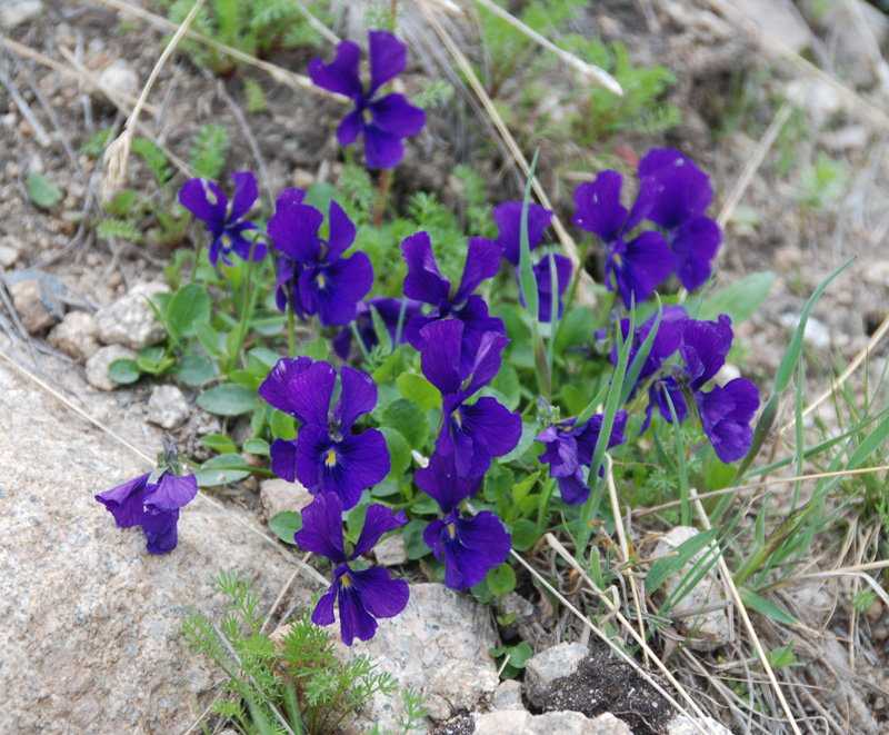 Image of Viola altaica specimen.