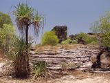 род Pandanus. Вегетирующие растения. Австралия, Северная Территория, национальный парк Kakadu, местечко Ubirr (Rock Art) - место скопления объектов наскальной живописи аборигенов, недалеко от кемпинга Merl и реки East Alligator. Конец сухого сезона (сезон gurreng). 17.10.2009.