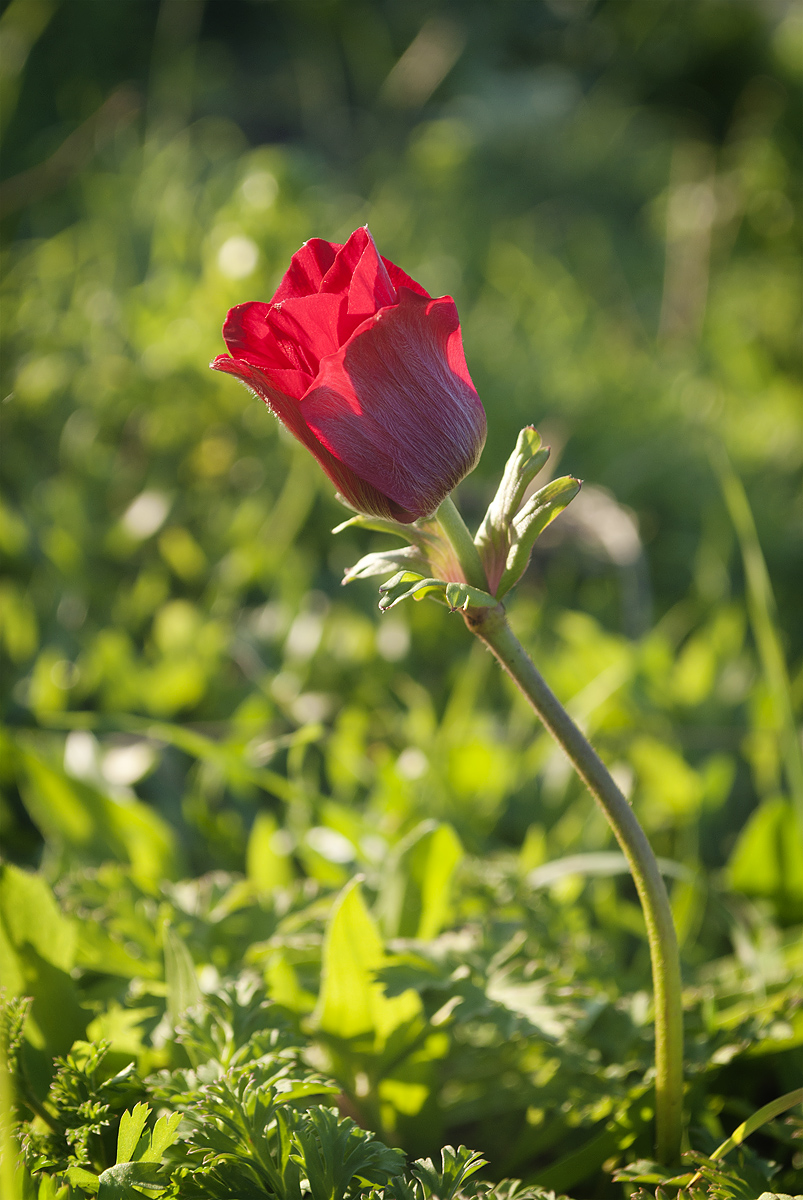 Изображение особи Anemone coronaria.