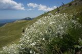 Cerastium biebersteinii