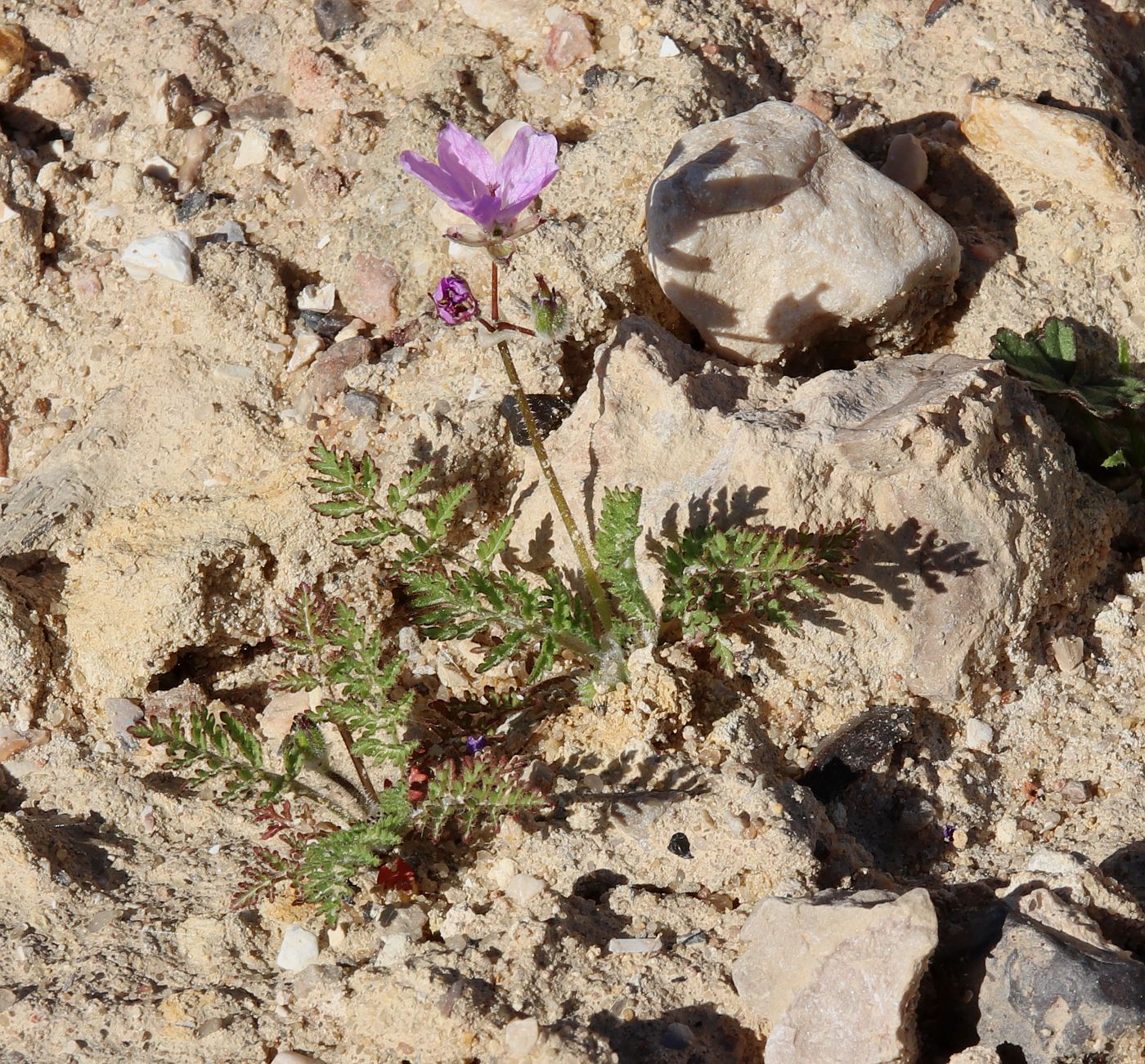 Изображение особи Erodium stellatum.