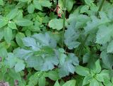 Heracleum sibiricum. Нижний лист. Украина, Черкасская обл., Каневский р-н, Региональный ландшафтный парк \"Трахтемиров\", лесная дорога. 3 июля 2010 г.