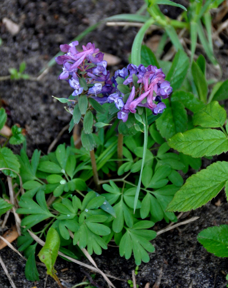 Image of Corydalis solida specimen.