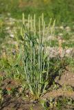 Triticum aestivum