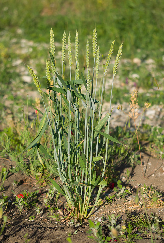 Изображение особи Triticum aestivum.