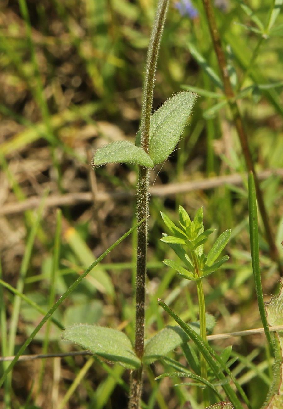 Image of Cerastium holosteoides specimen.