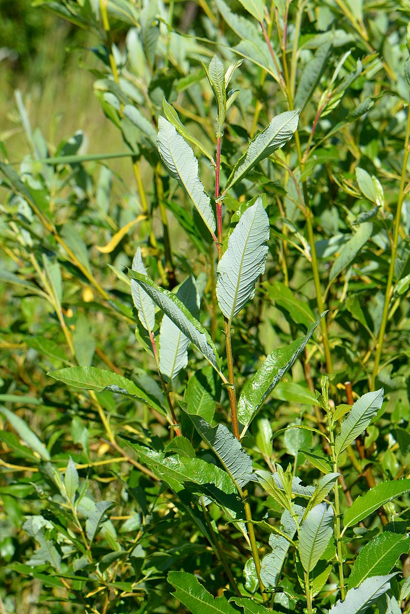 Изображение особи Salix phylicifolia.