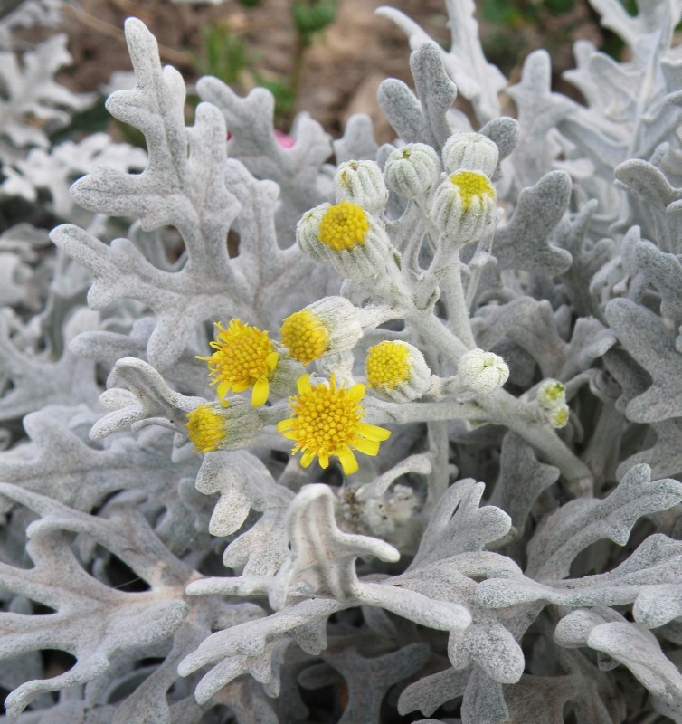 Image of Senecio cineraria specimen.