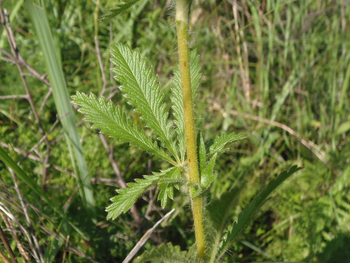 Image of Potentilla astracanica specimen.