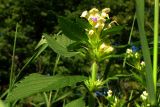 Galeopsis speciosa