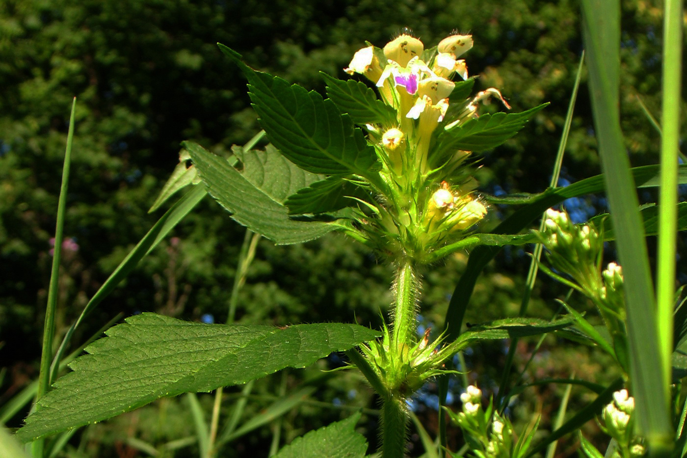 Image of Galeopsis speciosa specimen.