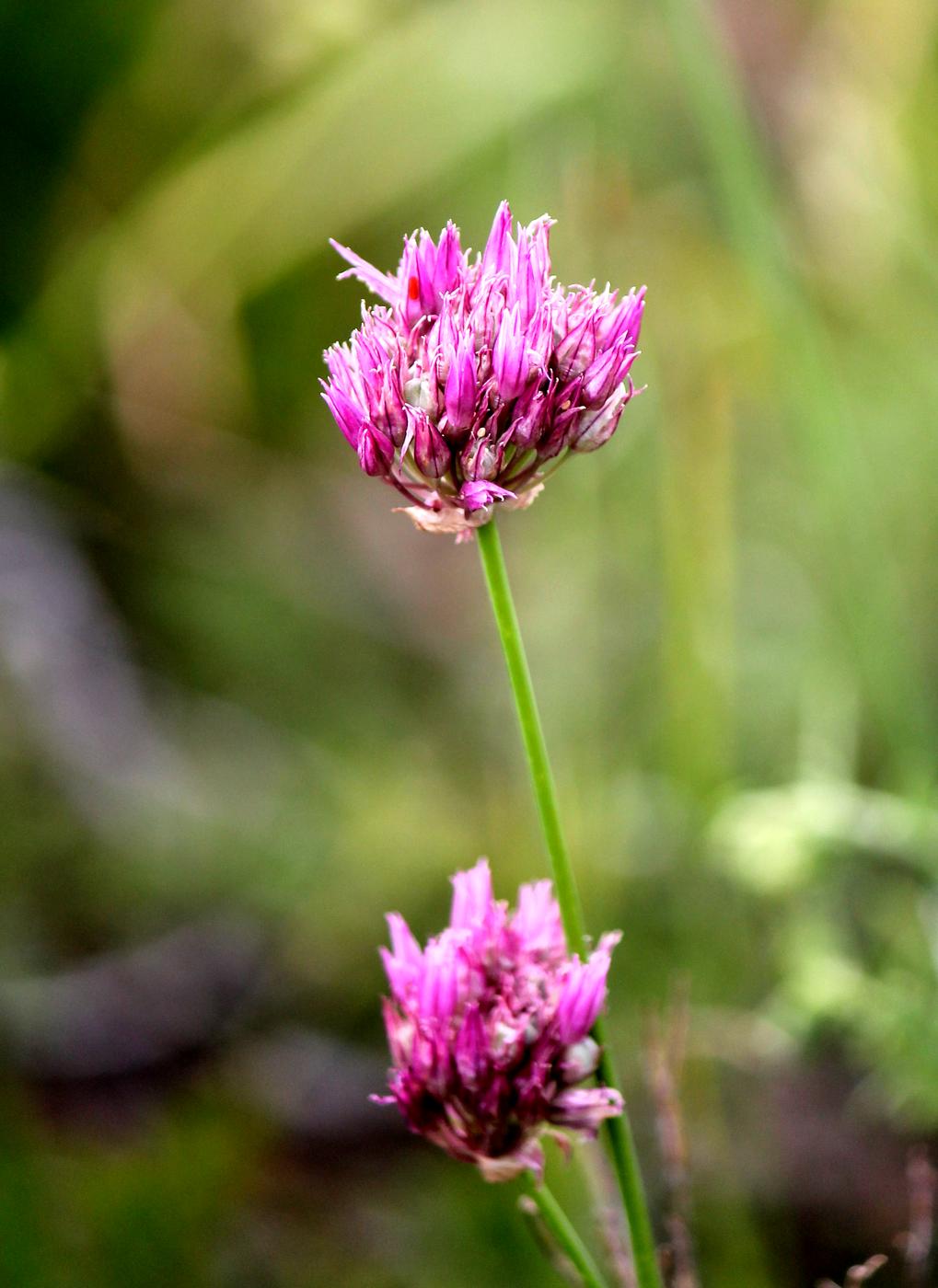 Изображение особи Allium barsczewskii.