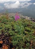 Chamaenerion angustifolium. Цветущее растение среди ветвей Juniperus sibirica. Челябинская обл., Златоустовский гор. округ, хребет Уреньга, ≈ 1000 м н.у.м., каменистый склон. 25.07.2020.