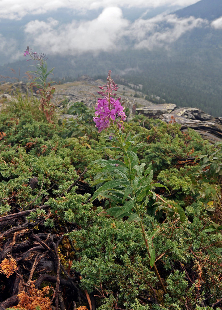 Image of Chamaenerion angustifolium specimen.