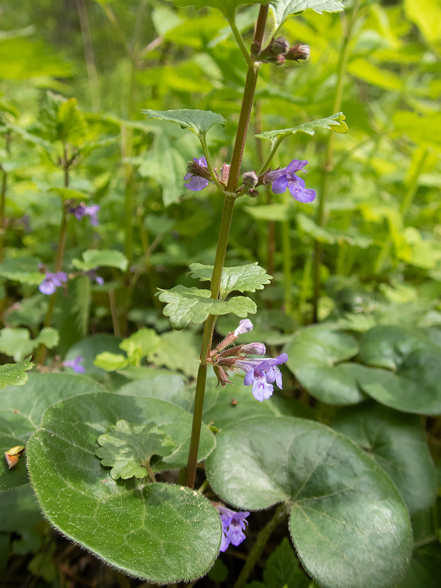 Изображение особи Glechoma hederacea.