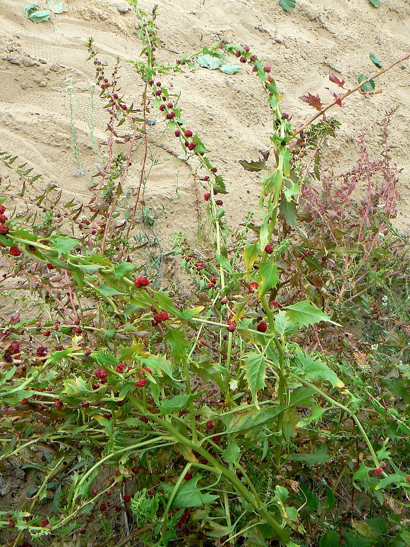 Image of Blitum virgatum specimen.