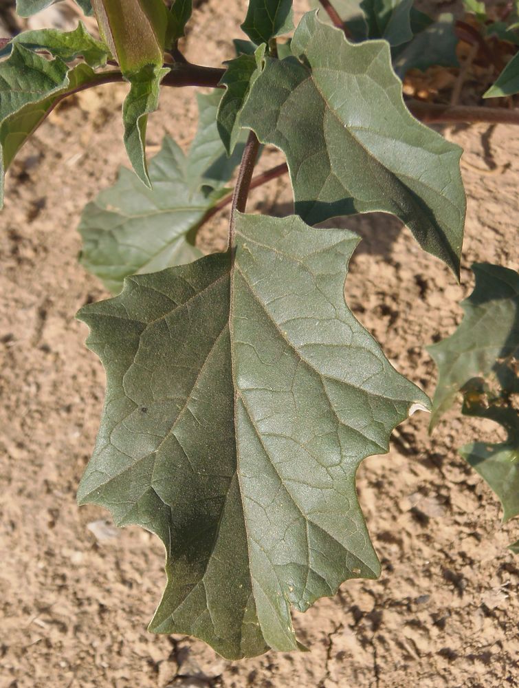 Image of Datura stramonium var. tatula specimen.