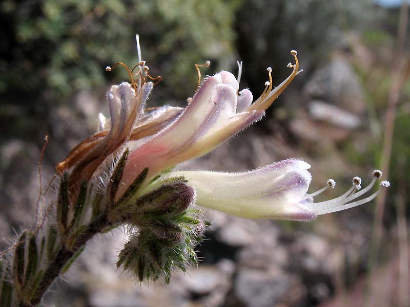 Image of Echium triste ssp. nivariense specimen.