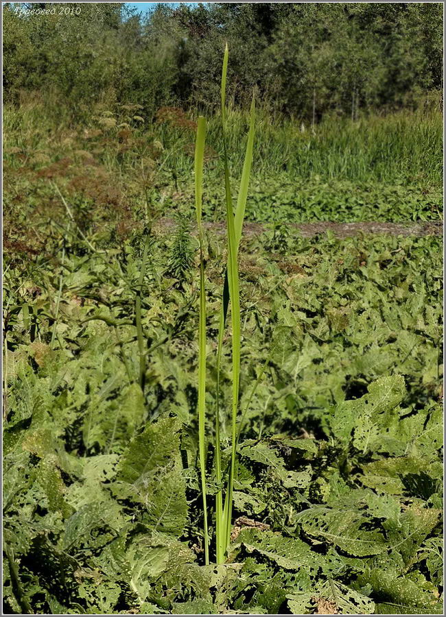 Image of Acorus calamus specimen.