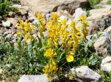 Corydalis gortschakovii