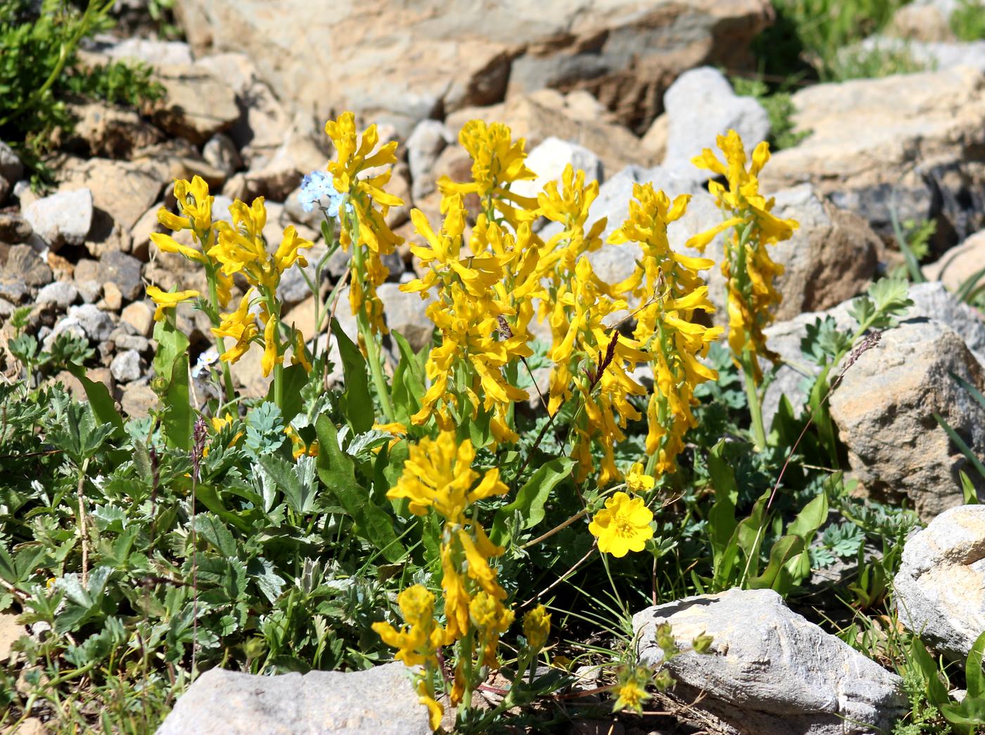 Image of Corydalis gortschakovii specimen.