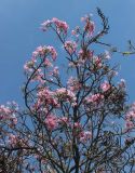 род Tabebuia