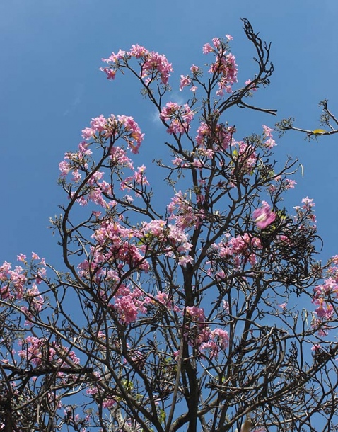 Изображение особи род Tabebuia.