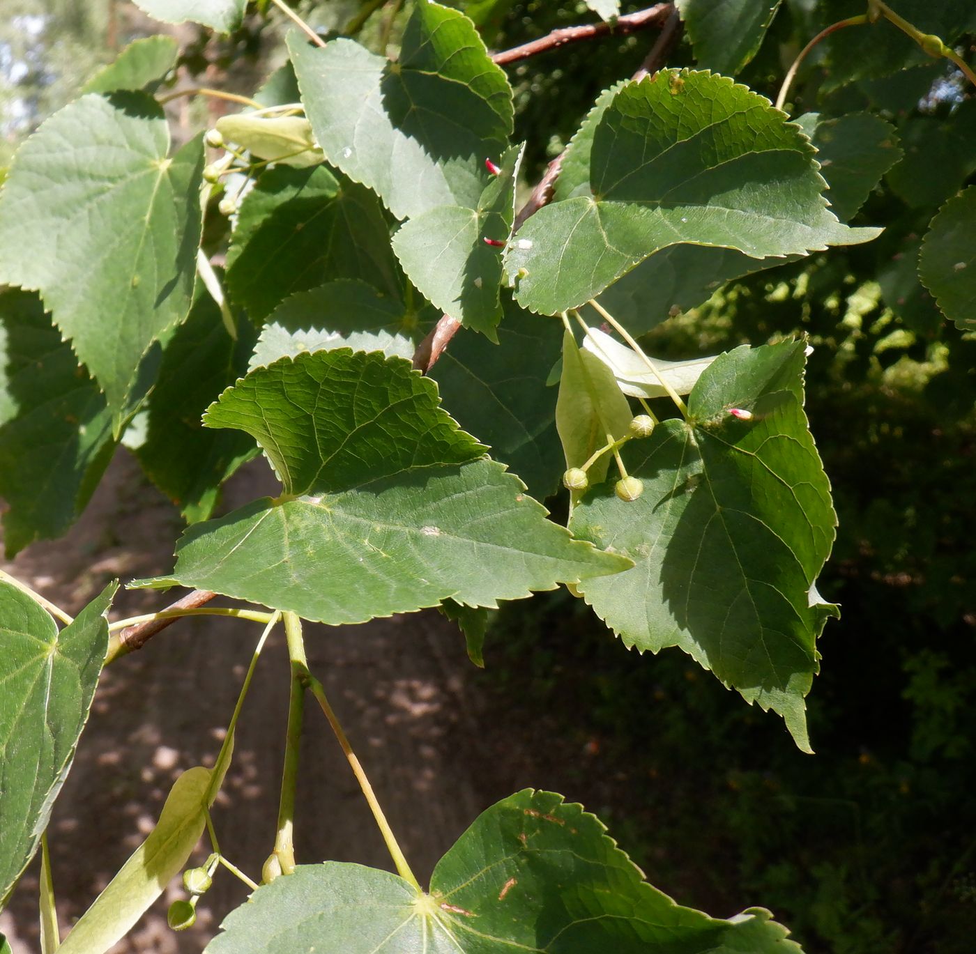 Изображение особи Tilia cordata.