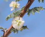 Vachellia reficiens