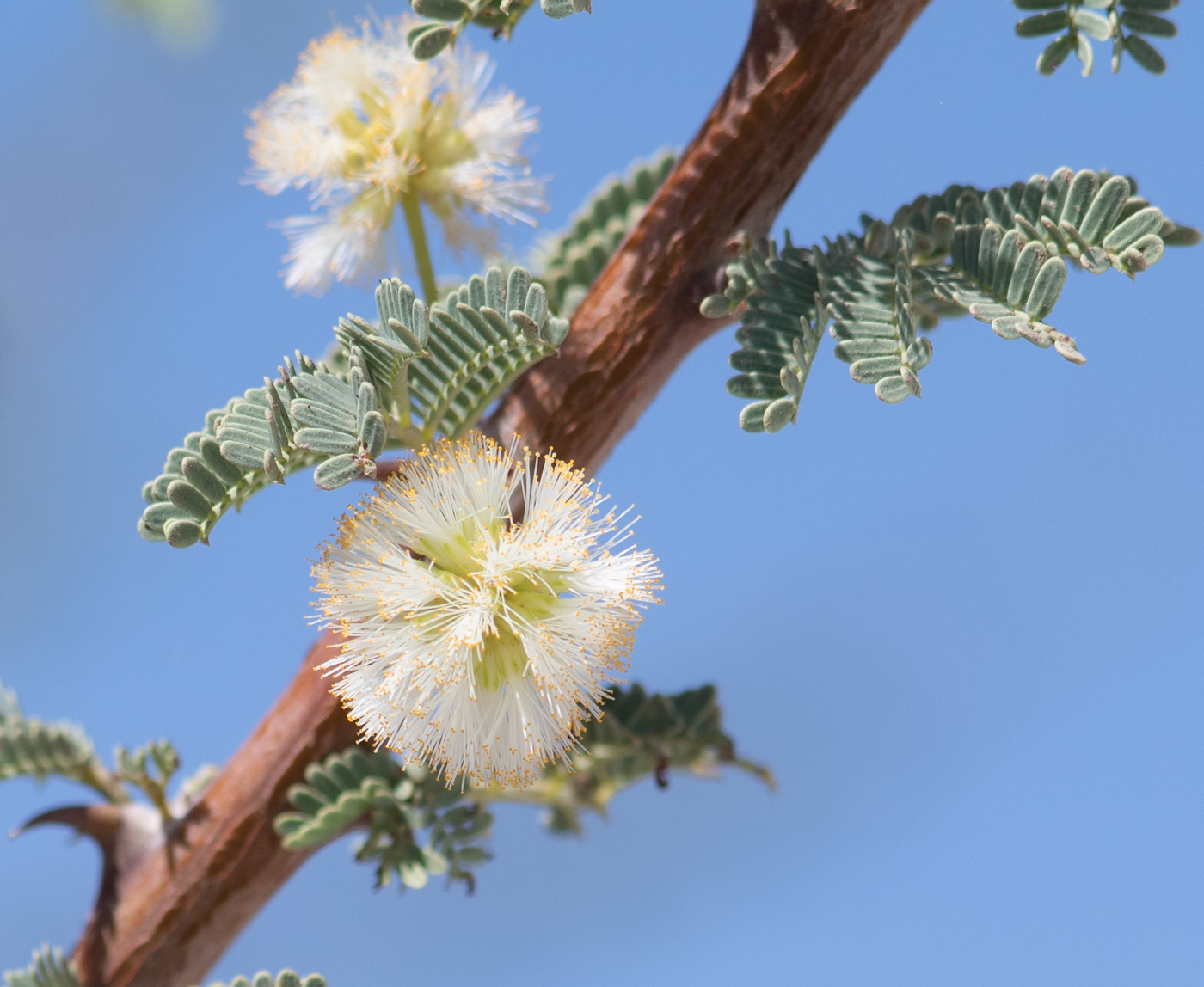 Изображение особи Vachellia reficiens.