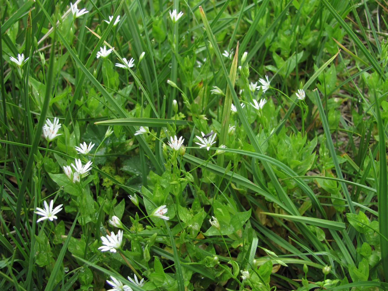 Изображение особи Stellaria anagalloides.