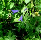 Campanula turczaninovii