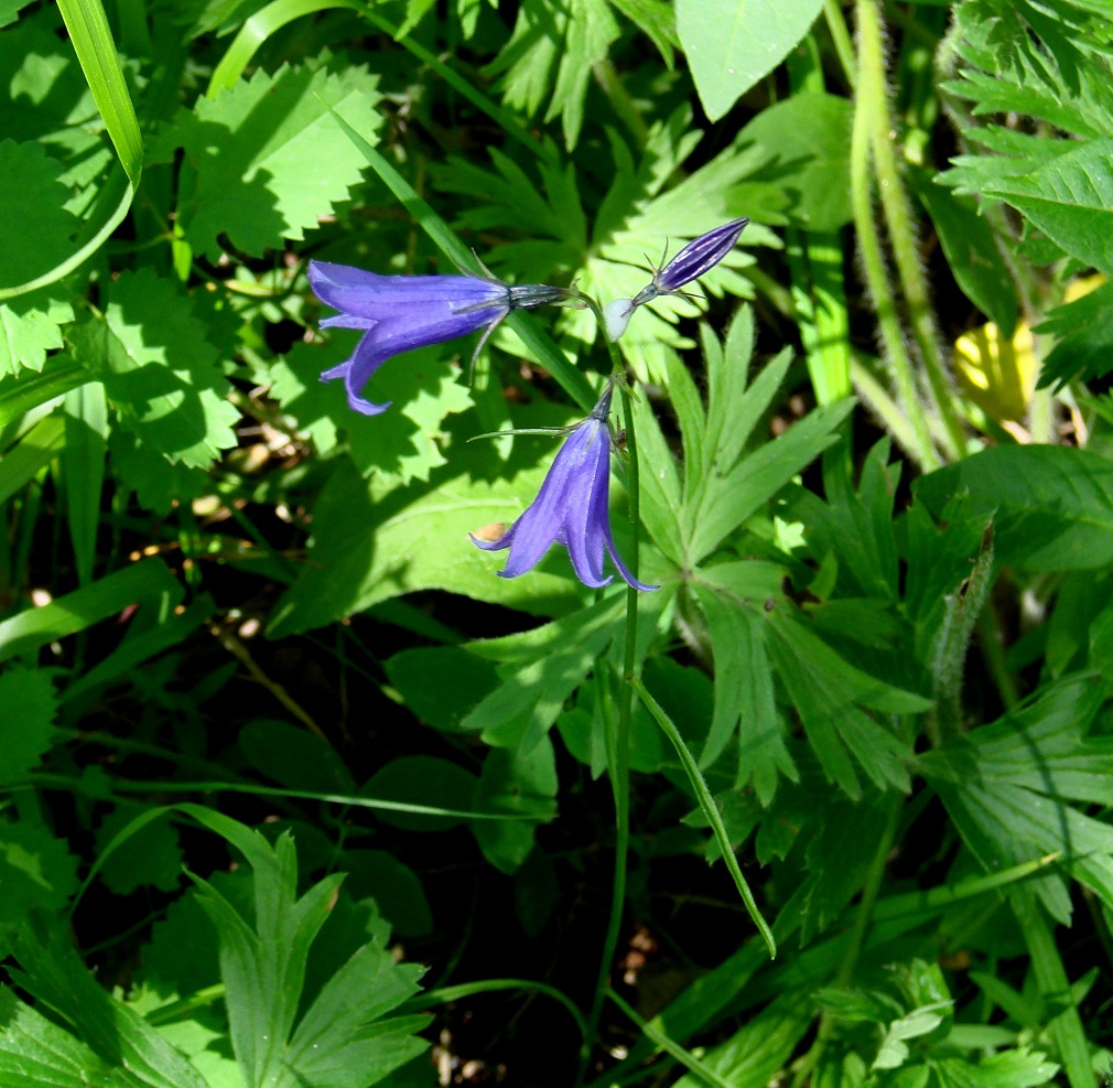 Изображение особи Campanula turczaninovii.