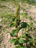 Amaranthus retroflexus. Верхушка цветущего и плодоносящего растения. Нидерланды, провинция Гелдерланд, г. Гендт, Гендтский польдер, песчаный берег старицы реки Ваал (основной рукав в дельте Рейна). 4 сентября 2010 г.