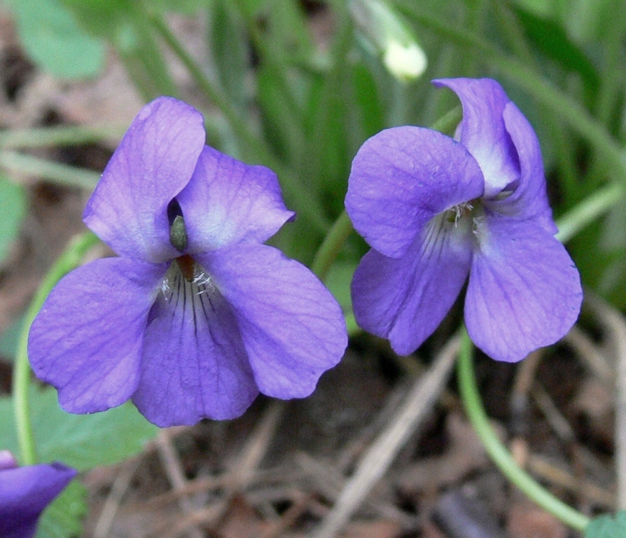 Image of Viola hirta specimen.