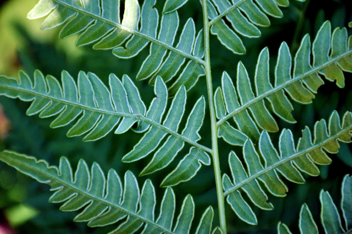 Image of Pteridium pinetorum specimen.