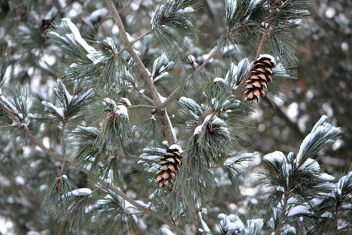 Изображение особи Pinus peuce.