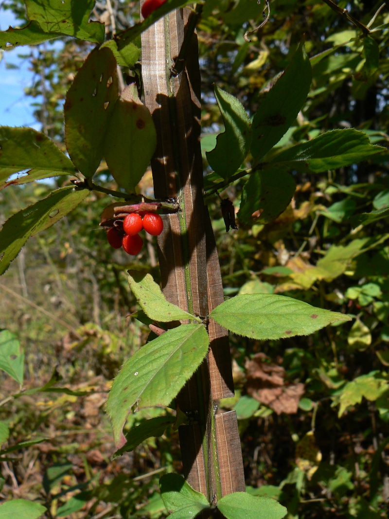 Image of Euonymus sacrosanctus specimen.