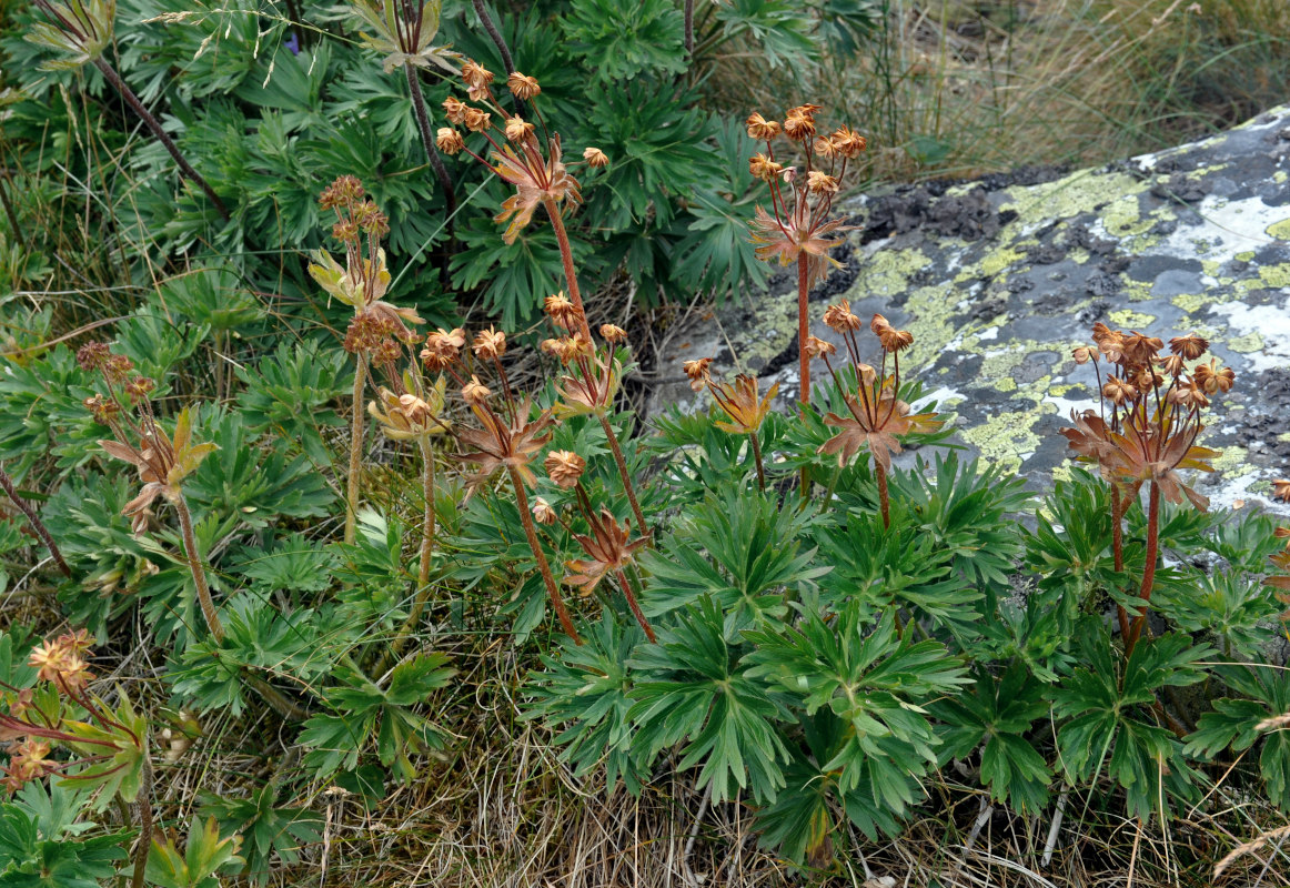 Image of Anemonastrum biarmiense specimen.