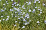 Linum austriacum. Аспект цветущих растений. Краснодарский край, окр. г. Тихорецк, суходольный луг. 02.06.2019.