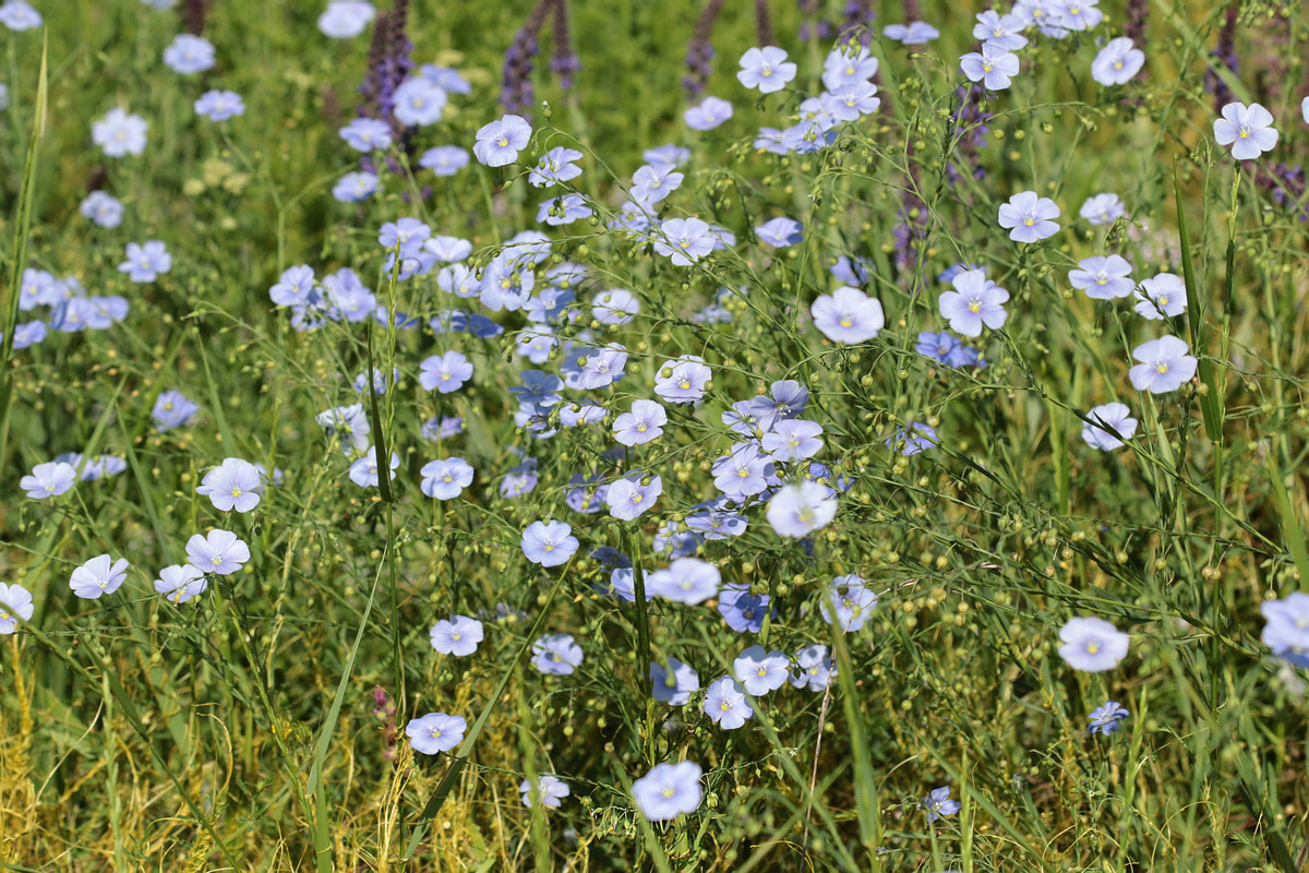 Изображение особи Linum austriacum.