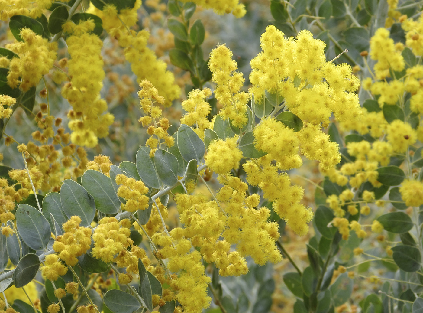 Image of Acacia podalyriifolia specimen.